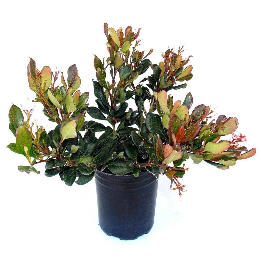 2.5 qt. Indian Hawthorne Bay Breeze