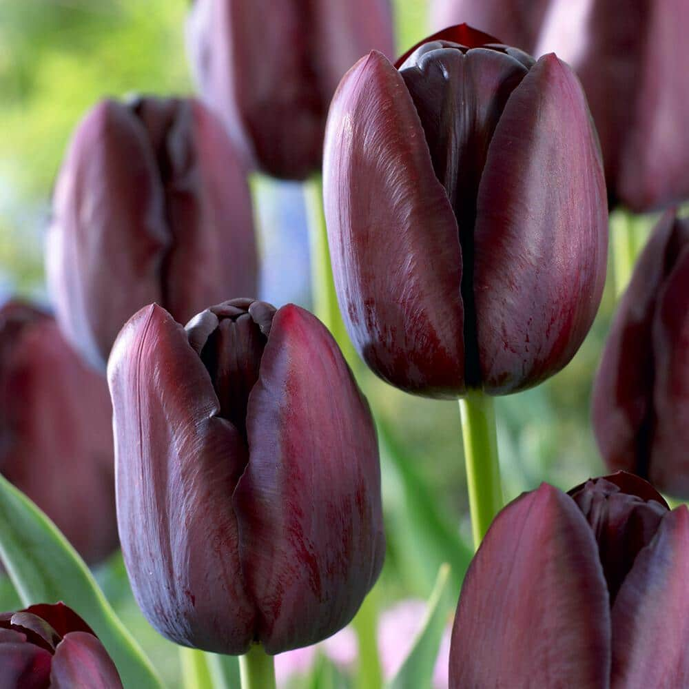 Garden State Bulb 12/Plus cm, Queen of the Night Single Late Tulip Bulbs (Bag of 250)