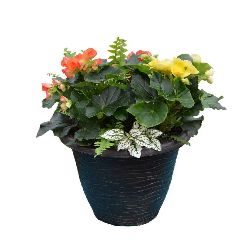 13 in. Mix Orange/Yellow Begonia Planter 006383 - The Home Depot