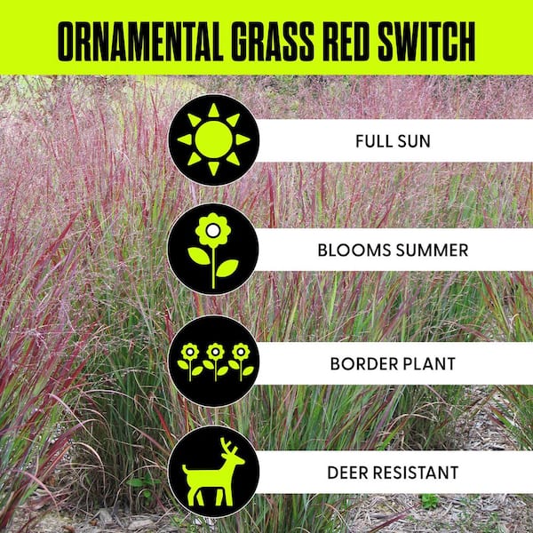 Ornamental Grass Red Switch Grass One 3.25 in. Dormant Potted Plant