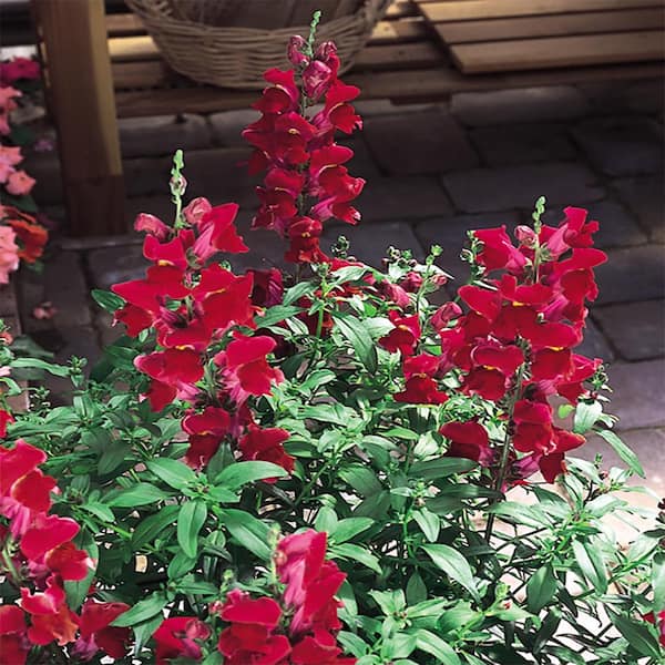 ALTMAN PLANTS 2.5 Qt. #1 Red Snapdragon Plant 3725 - The Home Depot