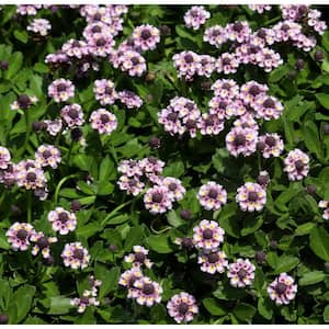 Phyla Nodiflora Herb Plant (1-Pack)