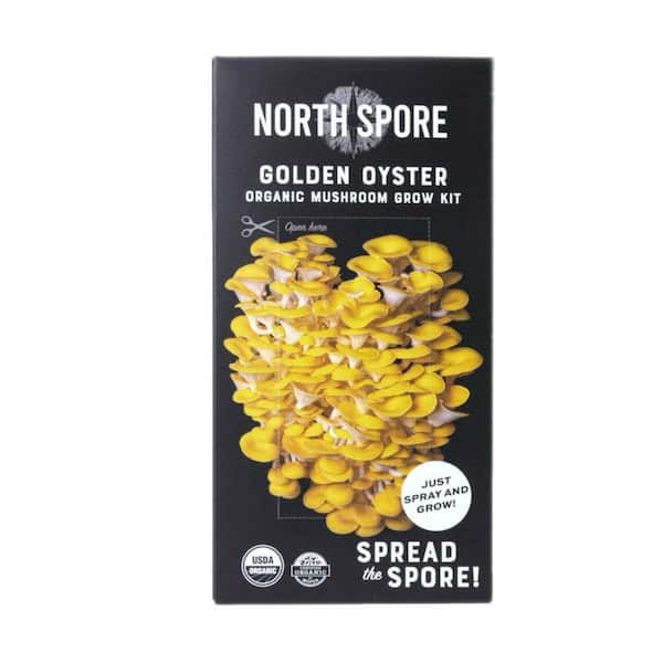 Organic Golden Oyster Mushroom Spray and Grow Kit