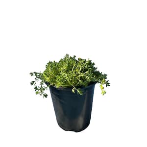 Angelina Green Moss Sedum Plants in Separate in Pots (3-Pack)