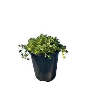 3 Stonecrop Sedum Plants in 3 Separate in. Pots (3-Pack)