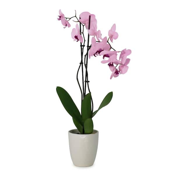 5 in. Superior Multi-Stem Blushing Pink Orchid (Phalaenopsis) Plant in Luxe Designer Ceramic Planter