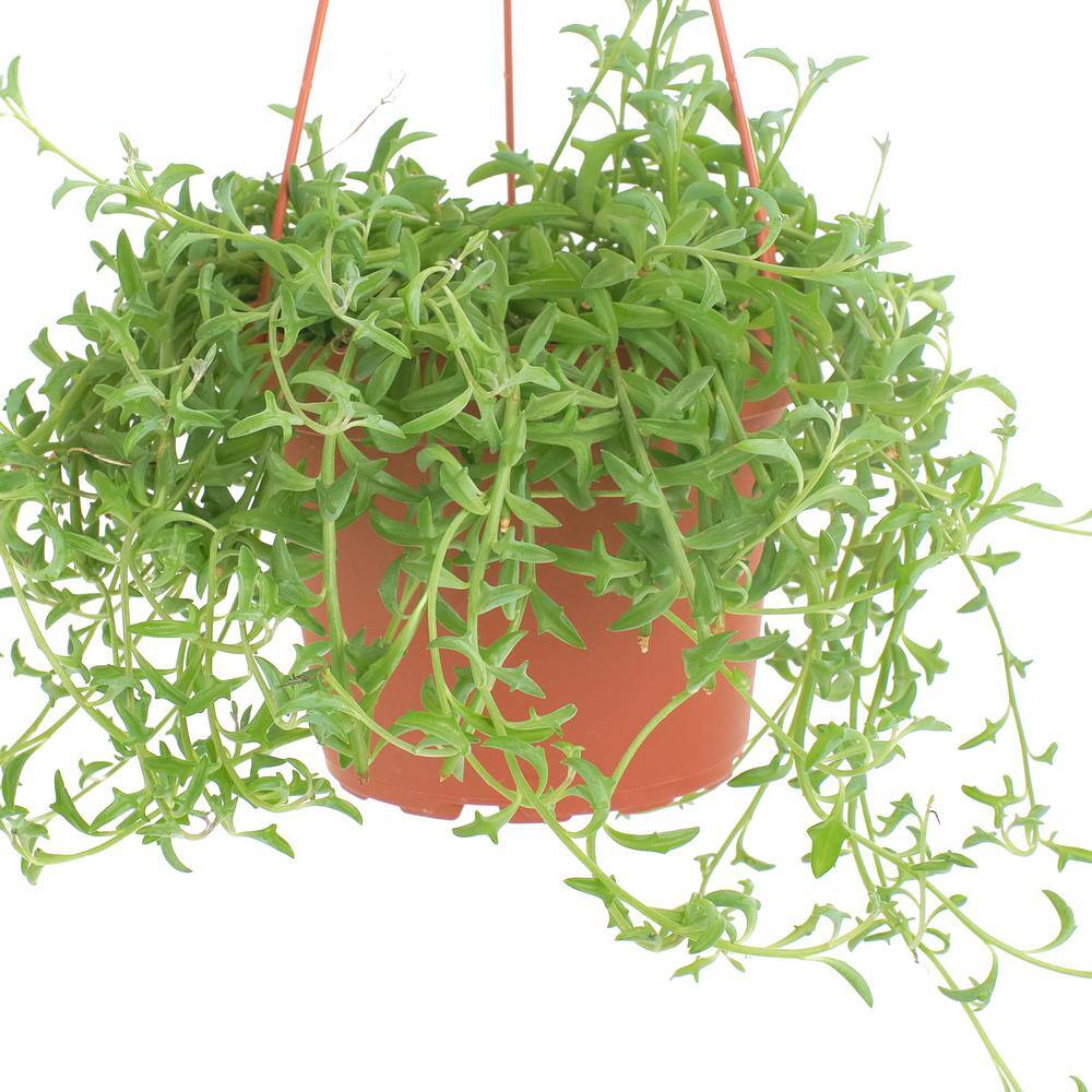 String of Dolphins Large Green Trailing Succulent in Multi-Colored 6 Inch Container