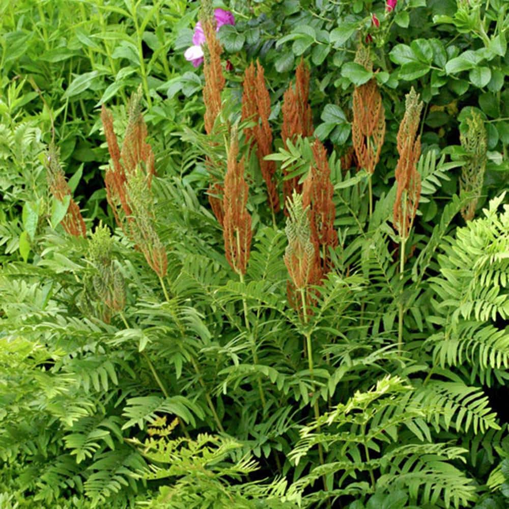 Cinnamon Fern with Green Fronds and Brown Fibers