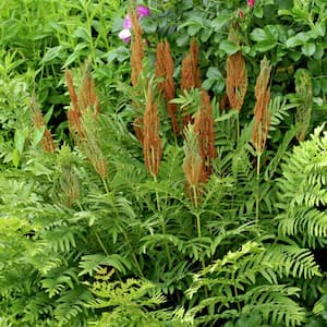Woodland Plant Cinnamon Fern Roots (Pack of 3)