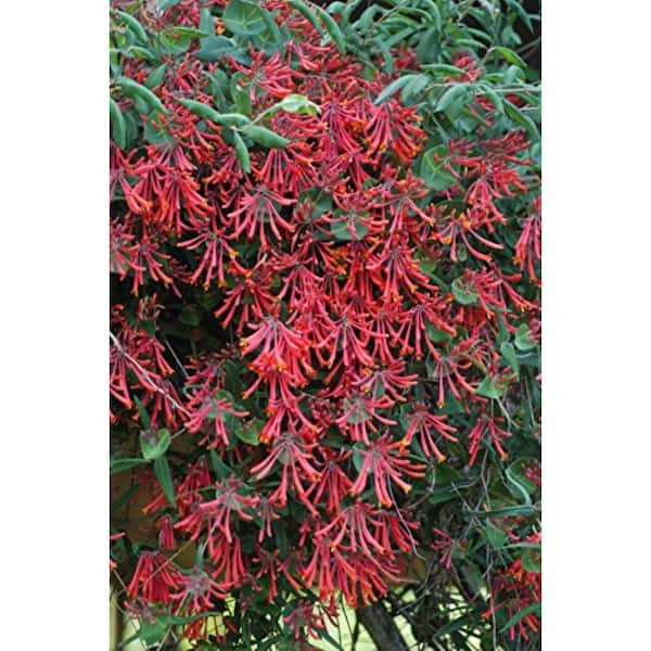 Unbranded 1 Gal. Major Wheeler Trumpet Honeysuckle, Native Live Plant with Red Flowers, Zone 4-8 (1-Pack)