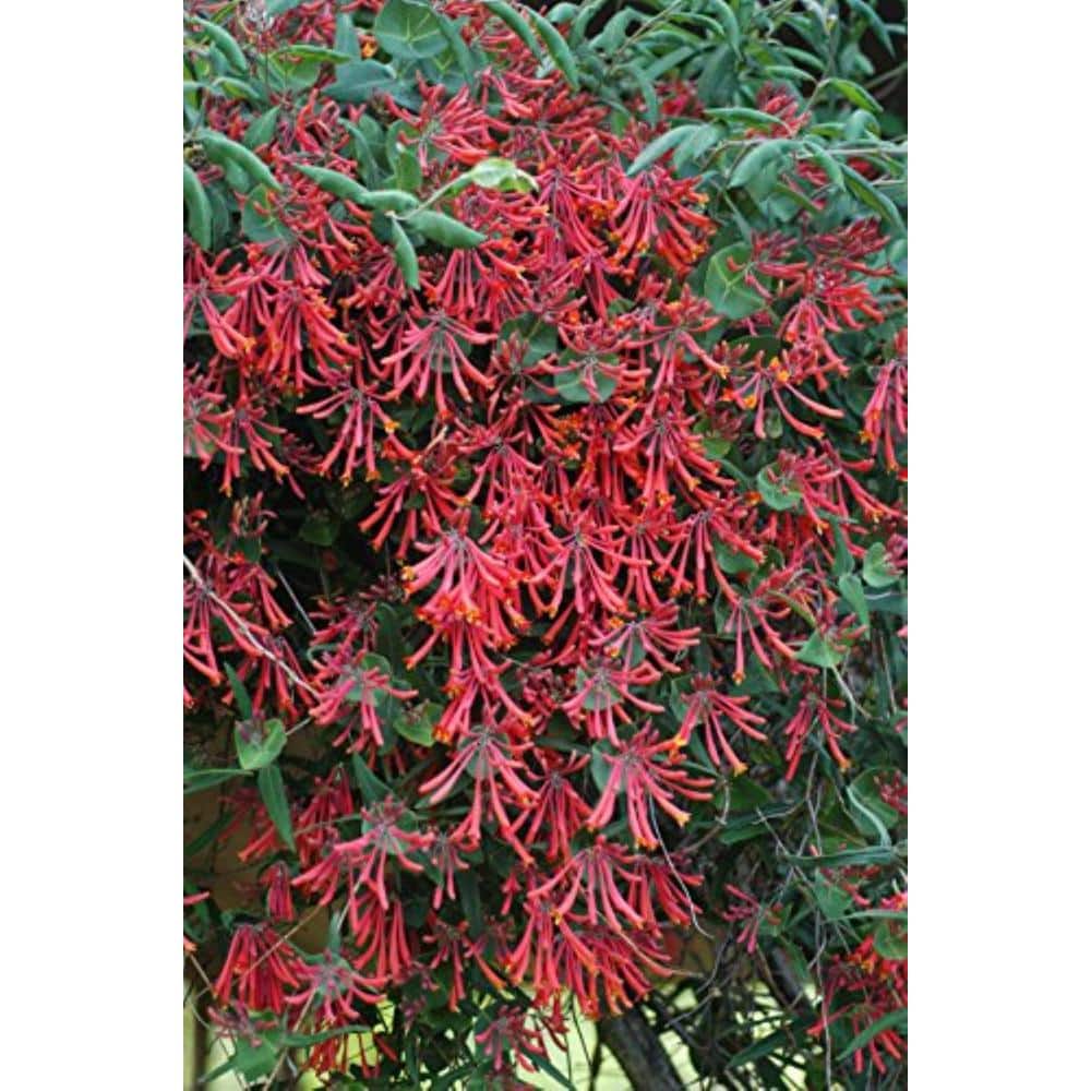 8 in. Major Wheeler Trumpet Honeysuckle, Native Live Plant with Red Flowers