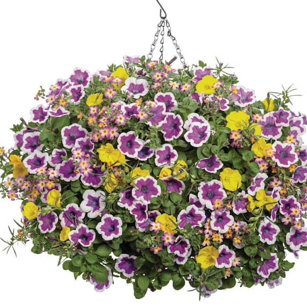 PROVEN WINNERS 4.25 in. Eco+ Grande Supertunia Hoopla Vivid Orchid