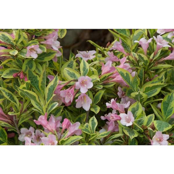 FIRST EDITIONS 2.0 Gallon Rainbow Sensation Weigela (Weigela