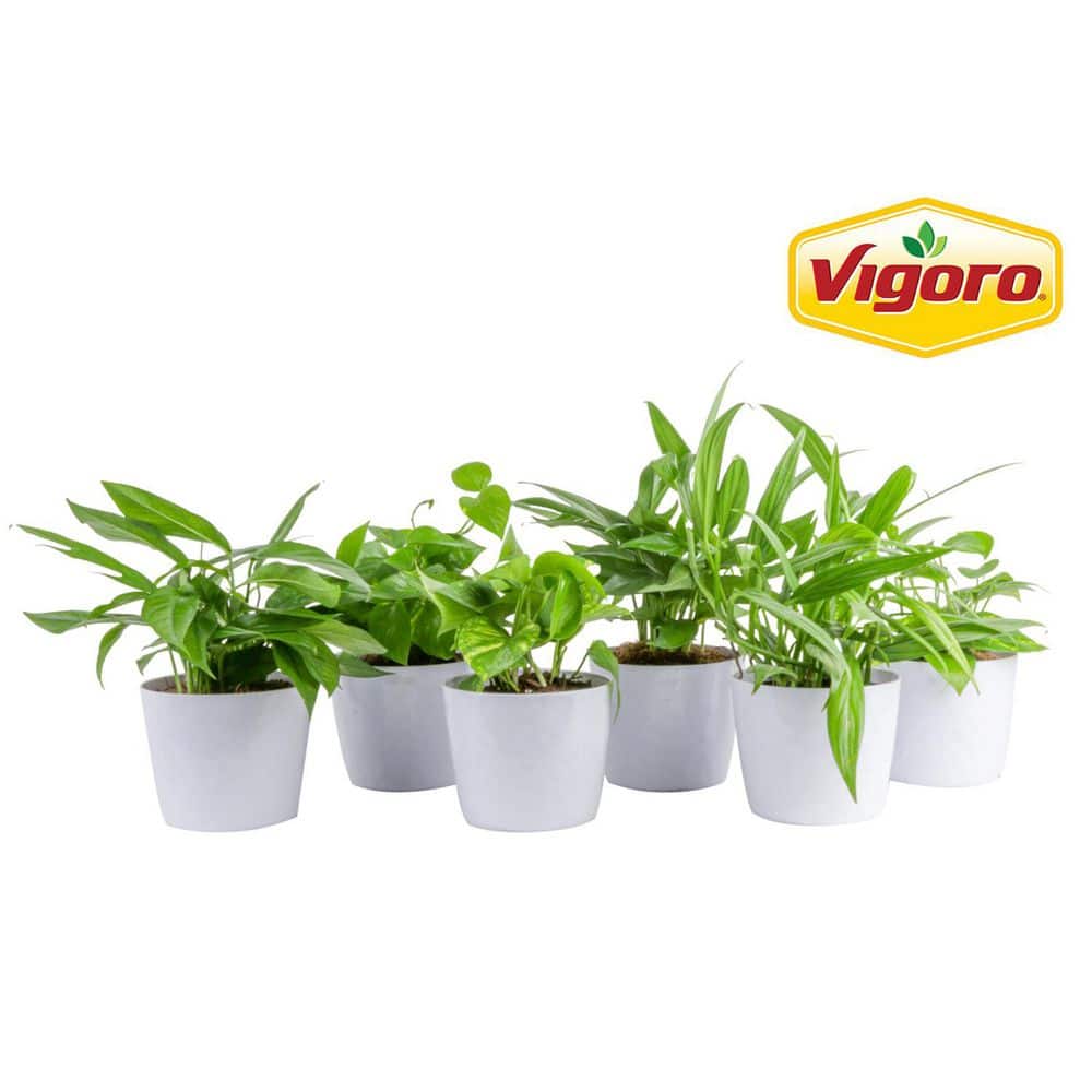 Grower's Choice Epipremnum Assortment Indoor Plant in 6 in. White Decor Pot, Avg. Shipping Height 1-2 ft. Tall (6-Pack) price history on PriceWatchPro
