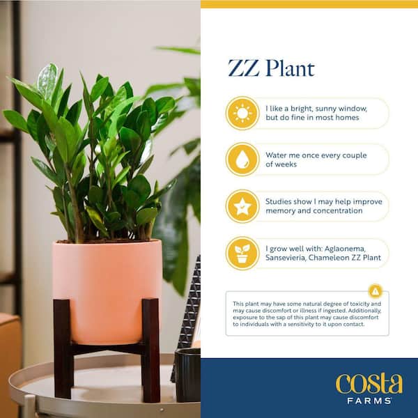 Zamioculas Zamiifolia Indoor ZZ Plant in 6 in. Grower Pot, Avg. Shipping Height 10 in. Tall