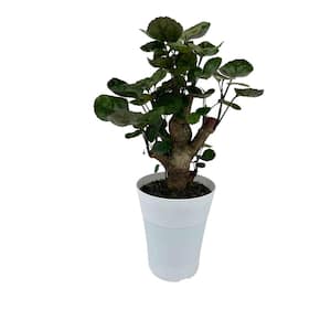 5 in. Fabian Aralia (Polyscias Scutellaria) Plant in Deco Pot