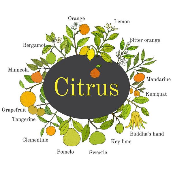 Van Zyverden Lime Citrus Tree Kieffir Lime 1 Plant 83907 The Home Depot