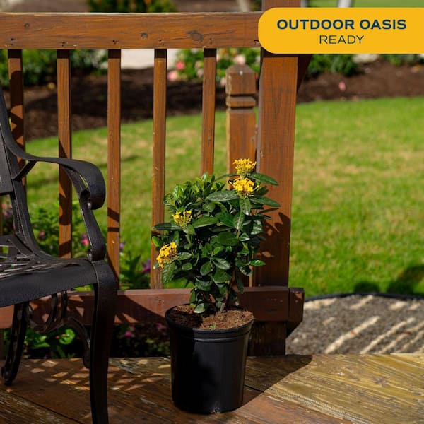 2 Gal. Blooming Red Ixora Outdoor Plant in Grower Pot, Avg. Shipping Height 1-2 ft. Tall