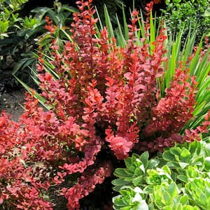 2 Gal. Orange Rocket Barberry, Live Deciduous Plant, Coral to Ruby Red Foliage