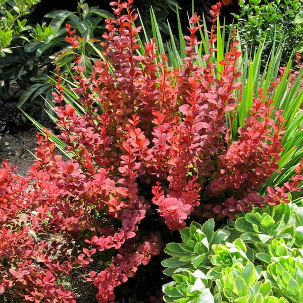 2 Gal. Orange Rocket Barberry, Live Deciduous Shrub, Coral to Ruby Red Foliage