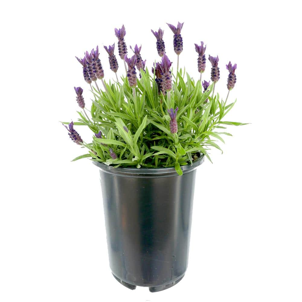 Lavandula stoechas 'Violet Lace'  Violet Lace Spanish Lavender