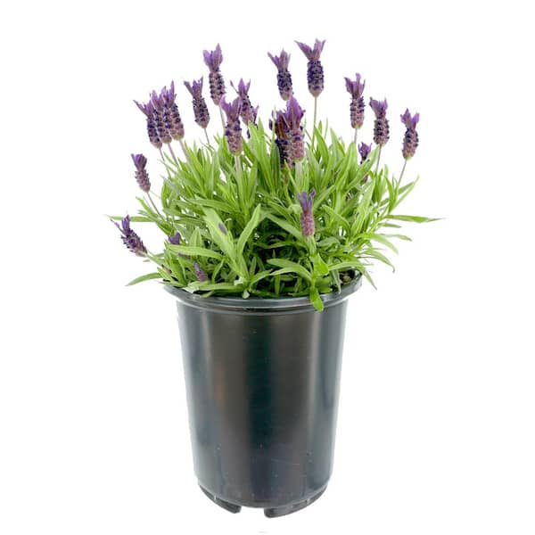 Unbranded 2.5 Qt. Spanish Purple Perennial Lavender Stoechas