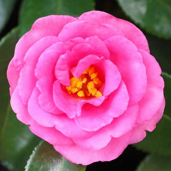 ★送料・関税込★15wol★CAMELLIA FLOWER KEYRIN.G★人気★ Camellia j. Carter's Sunburst 5gal – Cornell Farm