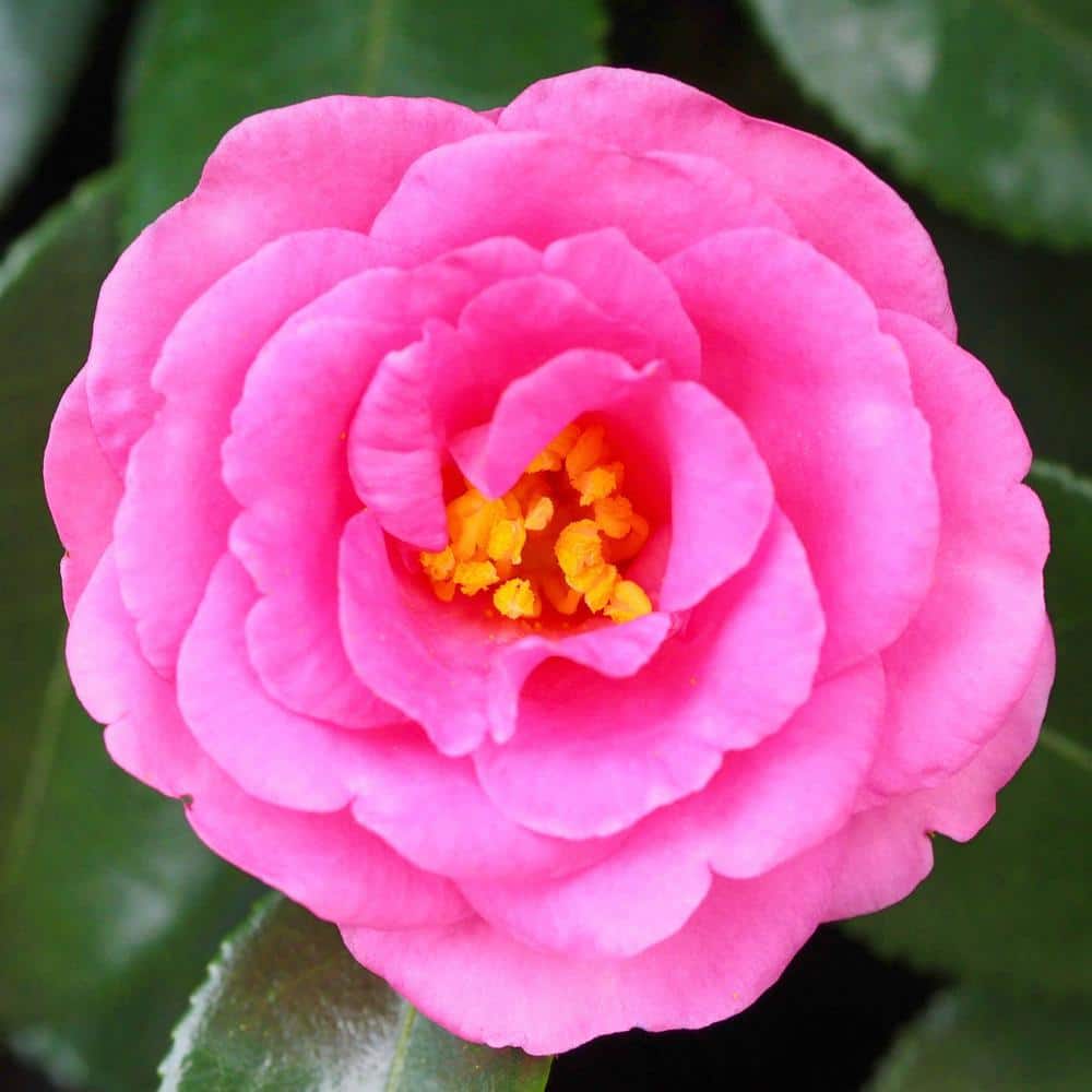 3 Gallon Pink Camellia Shi Shi Gashira Flowering Shrub
