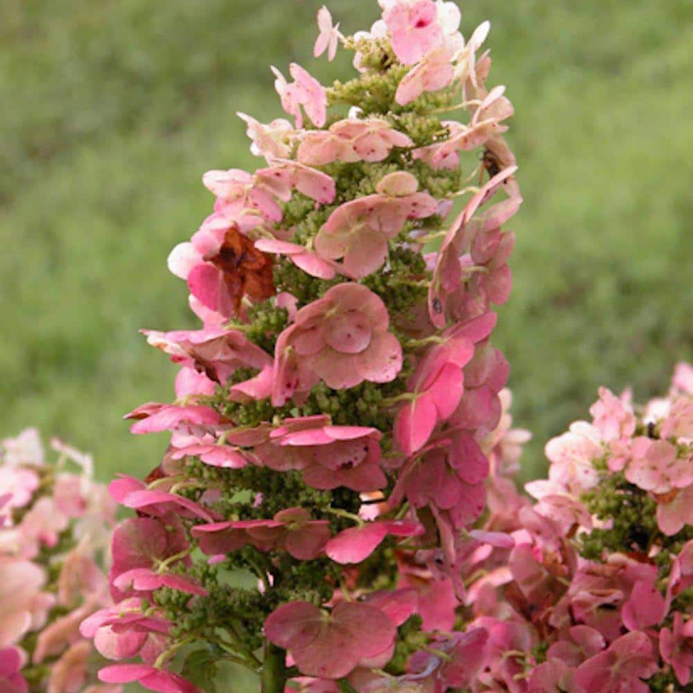 華様オーダー　オーストリッチ羽フロート&ピンク羽バングル&ポンポンフロート Spring Hill Nurseries 4 In. Pot, Ruby Slippers Oakleaf Hydrangea
