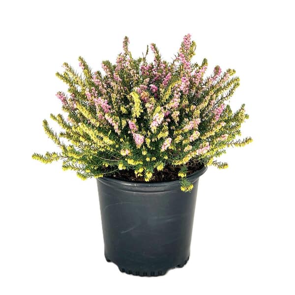 1.5 Gal. Mediterranean Pink Heather Live Shrub with Pink Flowers