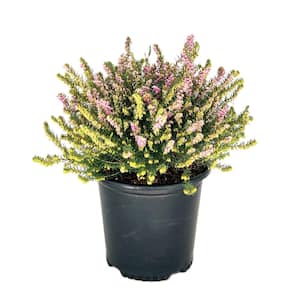 1.5 Gal. Mediterranean Pink Heather Live Shrub with Pink Flowers