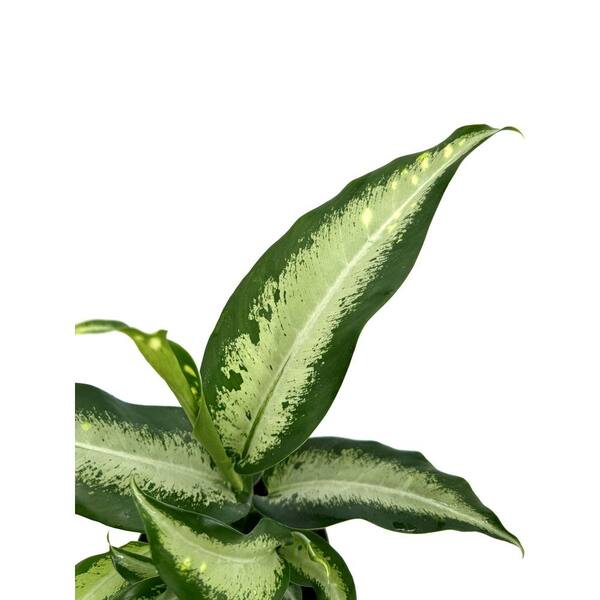 monstera adansonii wide form Monstera Adansonii Wide Leaf Form