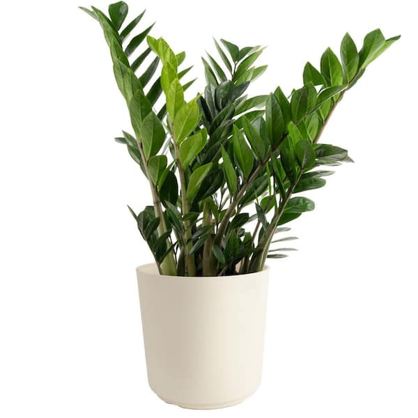 Zamioculas Zamiifolia Indoor ZZ Plant in 10 in. Decor Planter, Avg. Shipping Height 1-2 ft. Tall