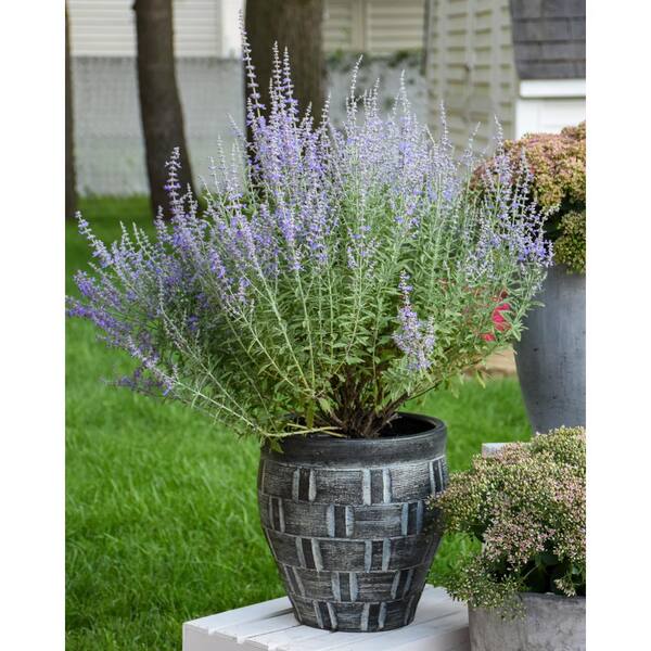 Proven Winners 1 Gal Denim N Lace Russian Sage Live Plant In Blue Flowers Prvpwp1027103 The Home Depot