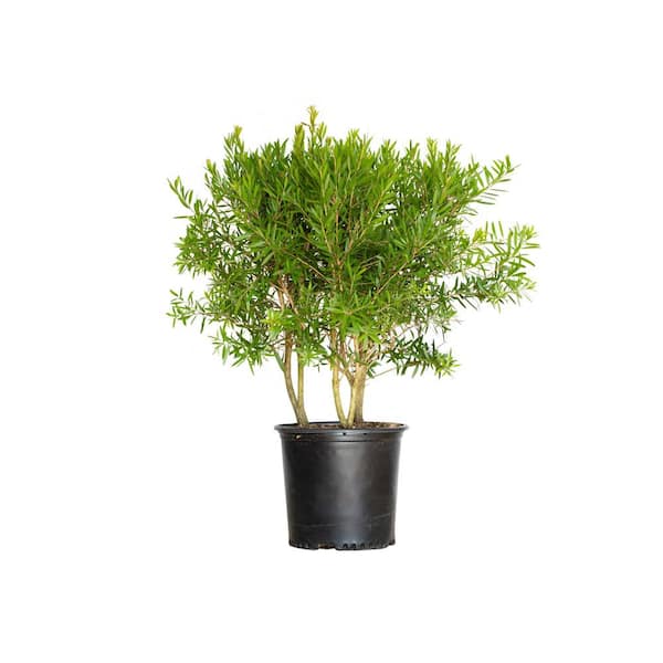 FLOWERWOOD Red Cluster Bottlebrush (Callistemon rigidus) 2.5 Gal, Bottlebrush Like Flower Clusters, Live Evergreen Accent Shrub