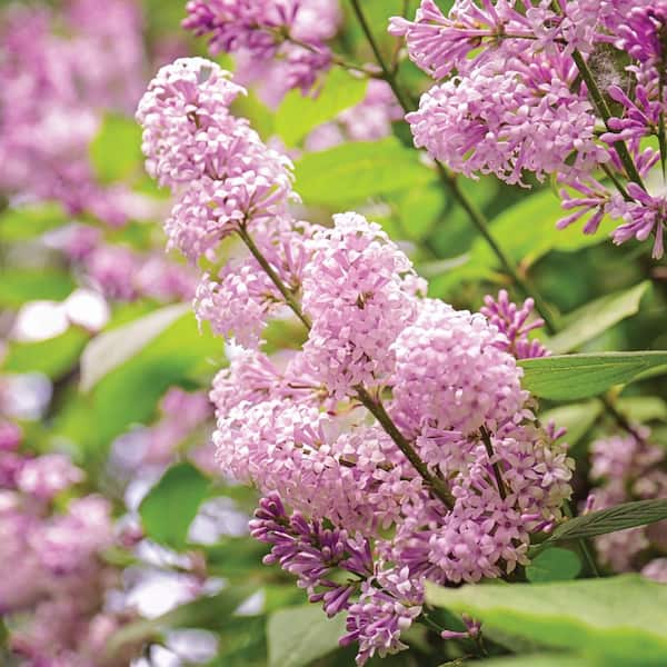 Garden State Bulb Palibin Lilac Live Bare Root Shrub (Bag of 1)