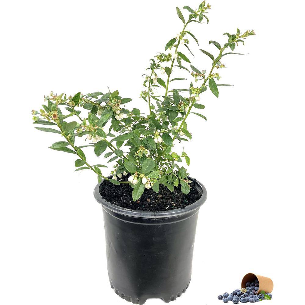 Blueberry Sample Tree Wekiva Foliage Blueberry Plant-Live Plant in a 6 Inch Growers Pot ...
