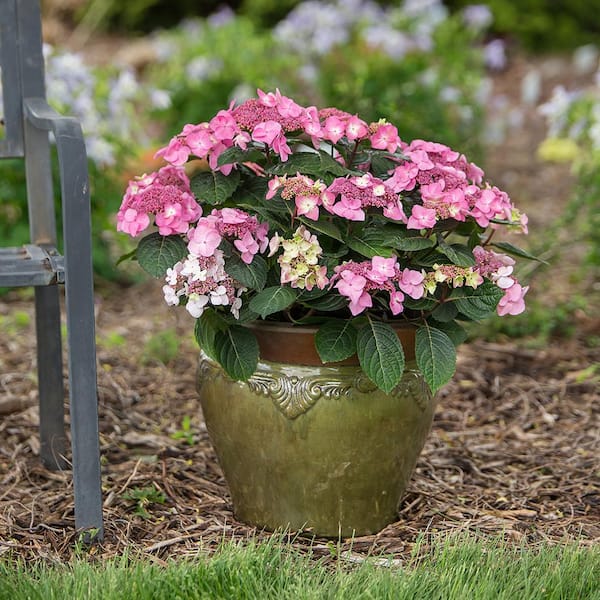 Endless Summer 2 Gal. Pop Star Reblooming Hydrangea Flowering 