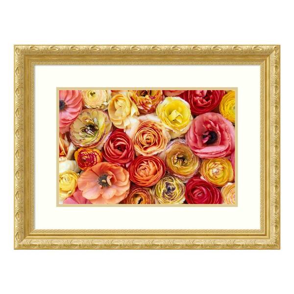 Amanti Art "Buttercup flowers, close up of a group of orange, pink, yellow and red flowers" by Jan Vermeer Framed Wall Art