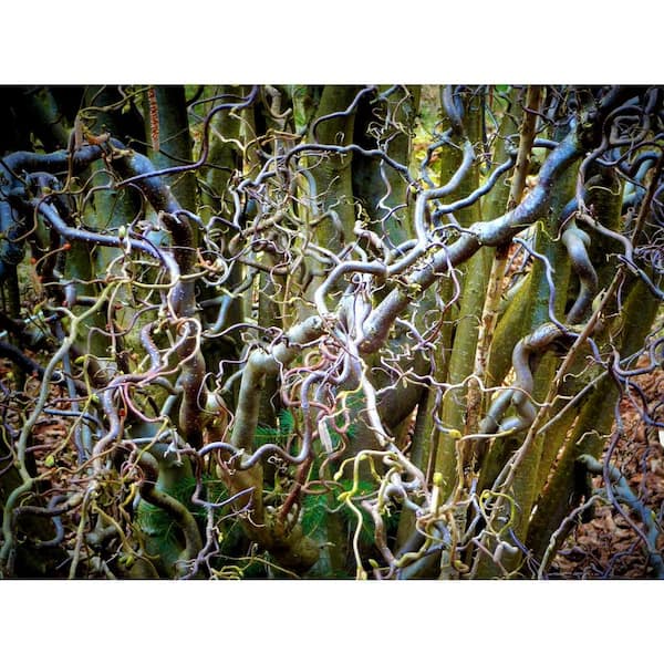 Corkscrew Willow