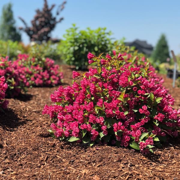1 Gal. Strobe Weigela Live Shrub, Bright Pink Flowers