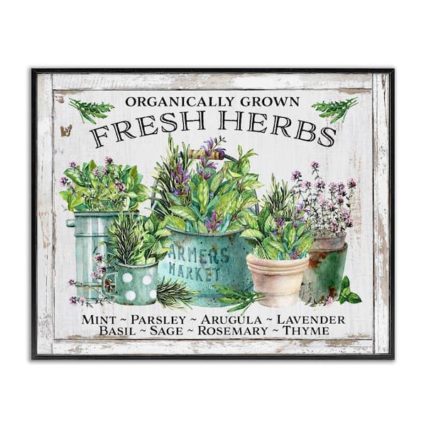 Stupell Industries Organic Fresh Herbs by Creatif Belle Black Framed Nature Giclee Art Print 11 in. x 14 in.