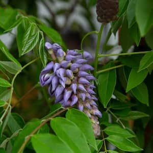 2.5 Gal. Amethyst Falls Wisteria, Live Vine Plant, Clusters of Lilac-Purple Blooms