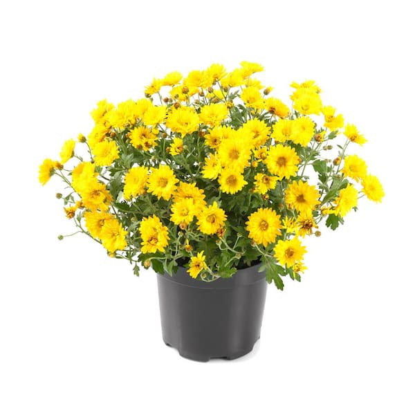 Online Orchards 2 Gal. Autumn Flowering Yellow Chrysanthemum