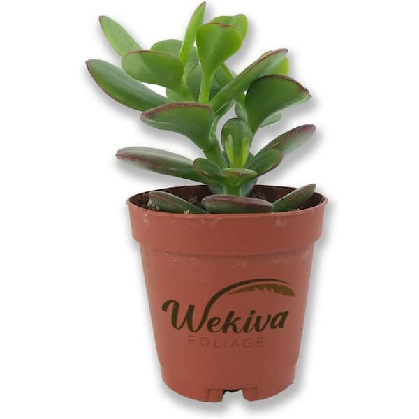 Wekiva Foliage Mini Leaf Jade Plant-Live Starter Plant in a 2 Inch Pot-Portulacaria Afra-Drought Tolerant Succulent Houseplant