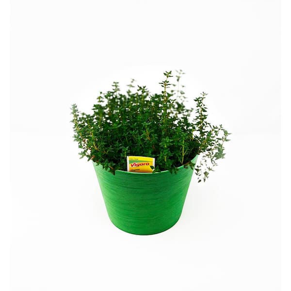 Pure Beauty Farms 1.5 Qt. Herb Plant Thyme in 6 In. Deco Pot