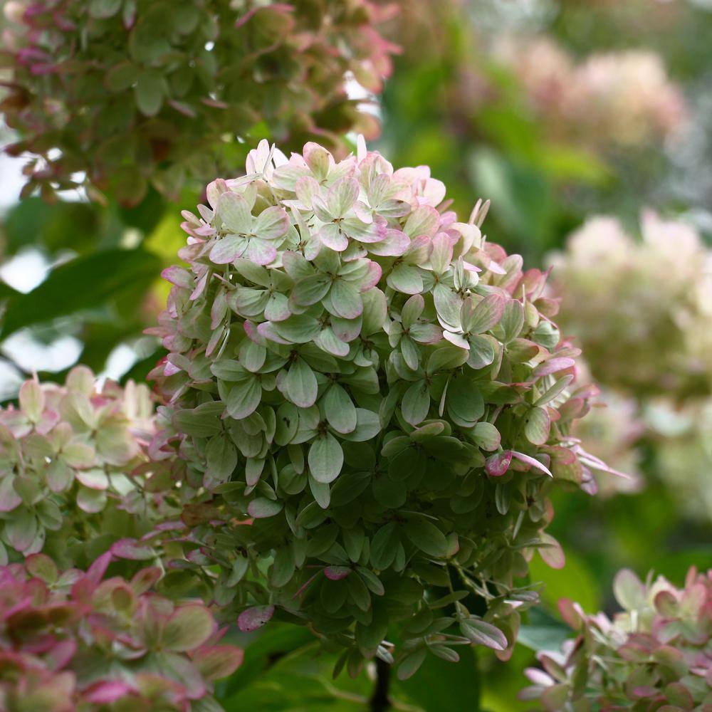 Compact White Hydrangea Flowering Shrub in 1-Gallon Container