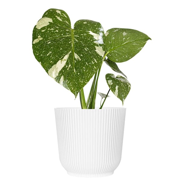 Live Thai Constellation Monstera Exotic Rare Tropical Houseplant in 6 in. White Decor Pot