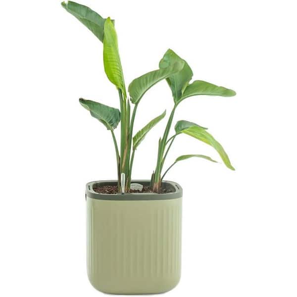 vego garden Self Watering Plastic Pots Planters with Water Gauge for Effortless Indoor Plants Sage Green