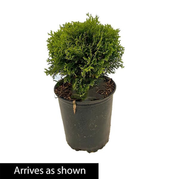 Gardens Alive! 1 Gal. Pot Woodward Globe Arborvitae (Thuja) Shrub, Potted  Evergreen Plant (1-Pack) 96312 - The Home Depot